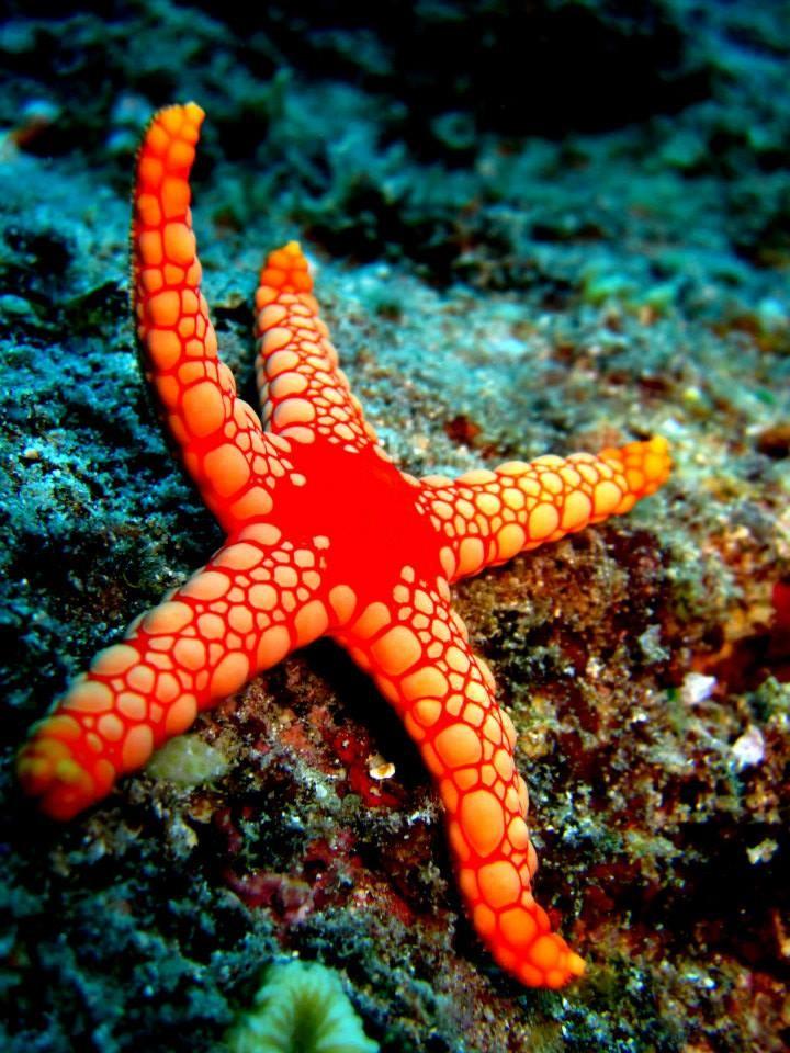tribloo spots 666 indigo divers mauritius dive center starfish tribloo 6f41988f68316dfa86d6221bb8258480